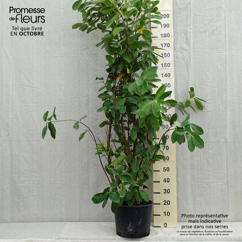 Exemplar von Kirschlorbeer Rotundifolia - Prunus laurocerasus Topf mit 12L/15L wie im Herbst geliefert