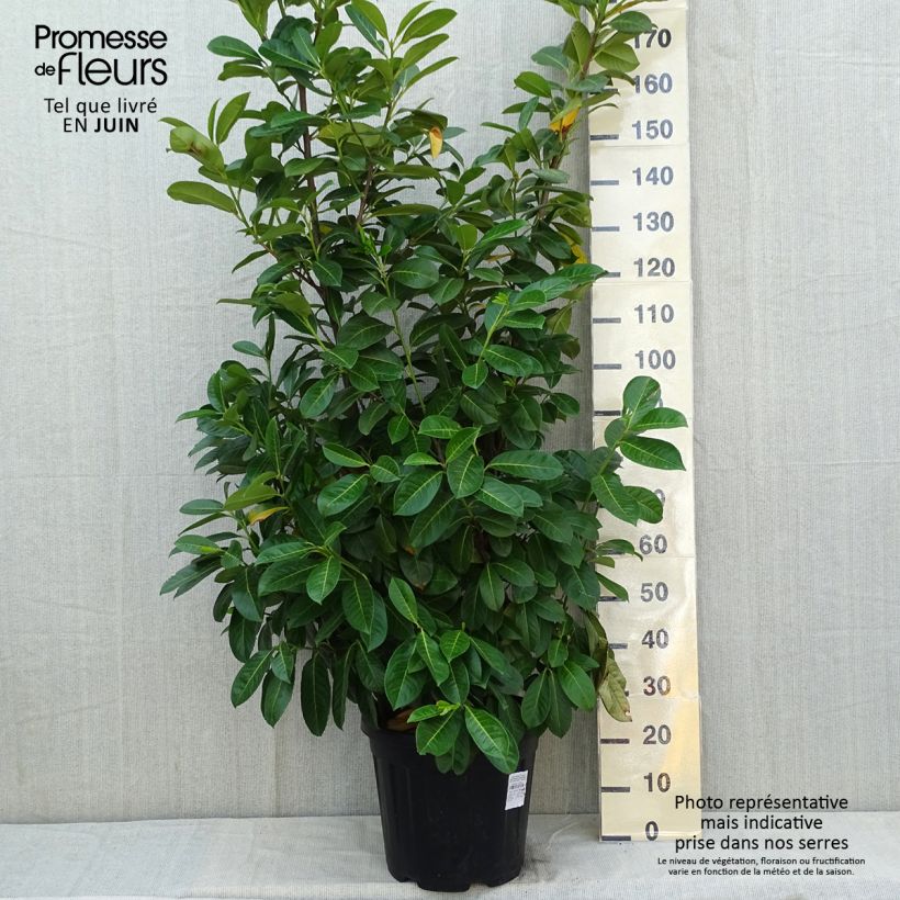 Exemplar von Kirschlorbeer Rotundifolia - Prunus laurocerasus Topf mit 18L/20L wie im Frühjahr geliefert