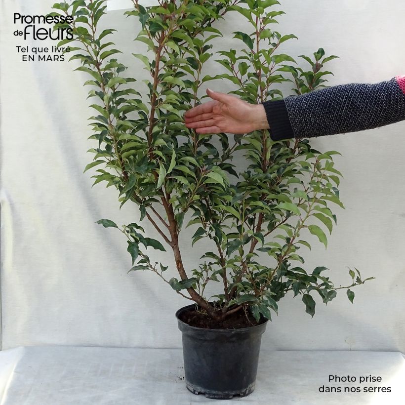 Exemplar von Portugiesische Lorbeerkirsche Brenelia - Prunus lusitanica Topf mit 7,5L/10L wie im Frühjahr geliefert