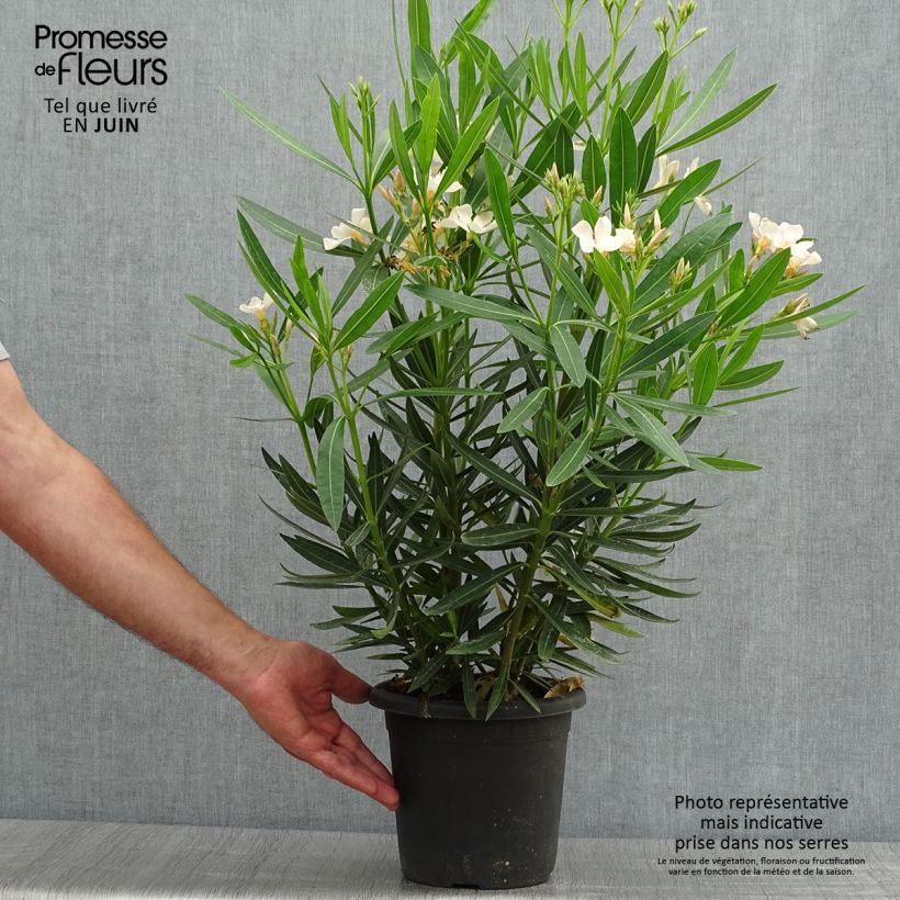 Exemplar von Oleander Angiolo Pucci - Nerium Topf mit 3L/4L wie im Sommer geliefert