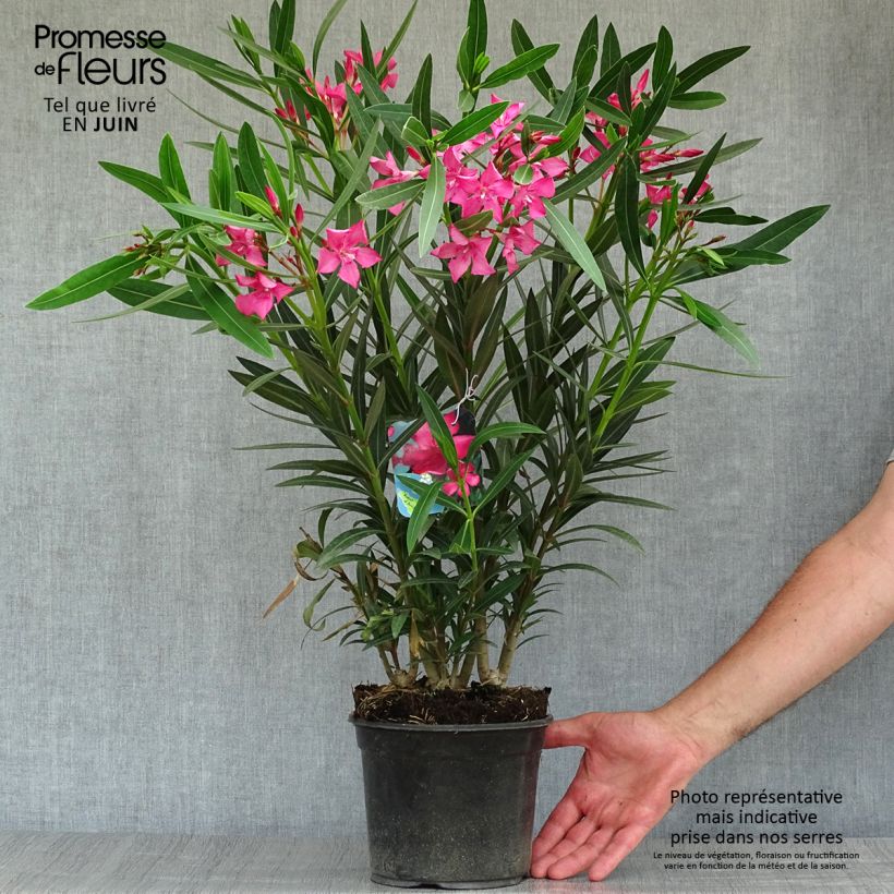 Exemplar von Oleander Italia - Nerium Topf mit 3L/4L wie im Sommer geliefert