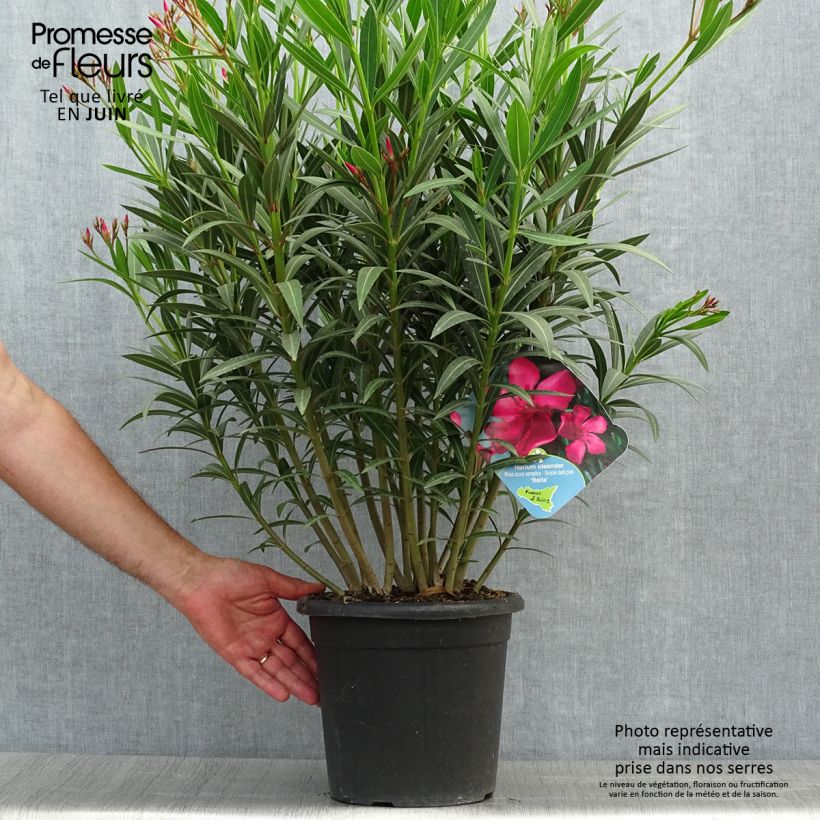 Exemplar von Oleander Italia - Nerium Topf mit 7,5L/10L wie im Sommer geliefert