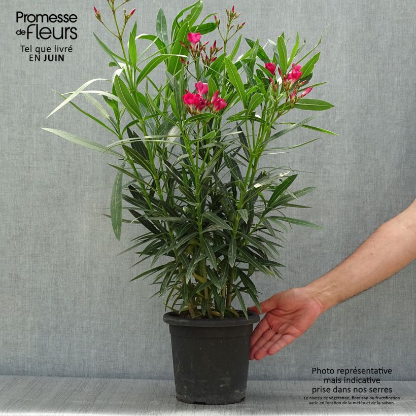 Exemplar von Oleander Jannoch - Nerium Topf mit 3L/4L wie im Sommer geliefert