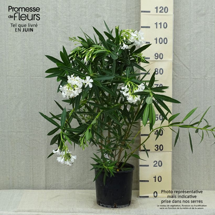 Exemplar von Oleander Weiss - Nerium Topf mit 6L/7L wie im Sommer geliefert