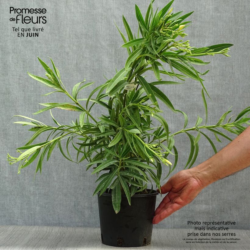 Exemplar von Oleander Yellow - Nerium Topf mit 2L/3L wie im Sommer geliefert