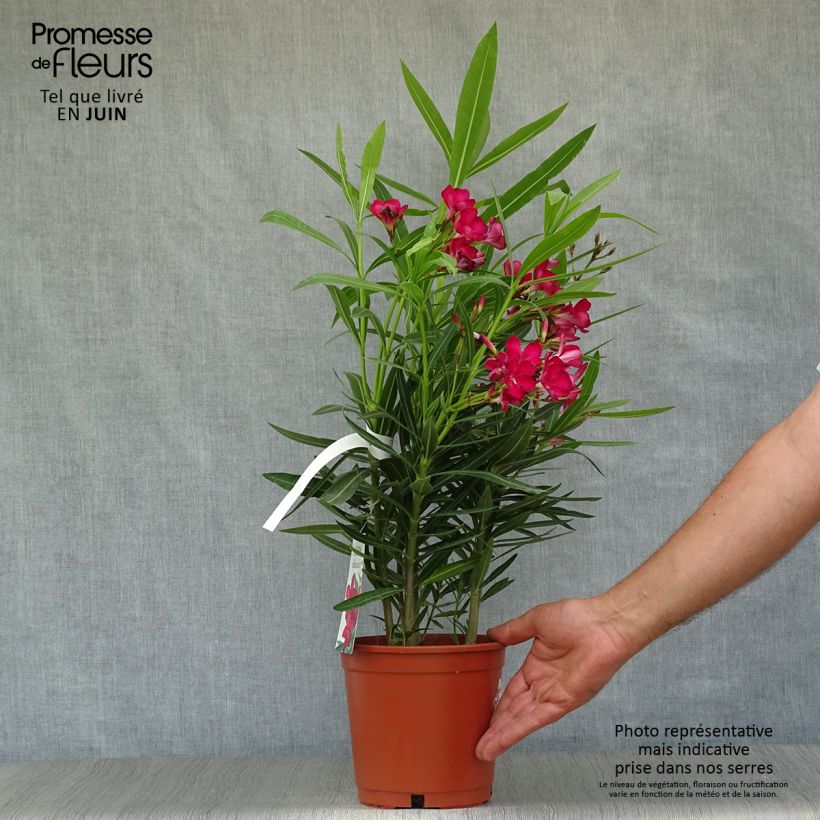 Exemplar von Oleander Simple Red - Nerium Topf mit 2L/3L wie im Sommer geliefert