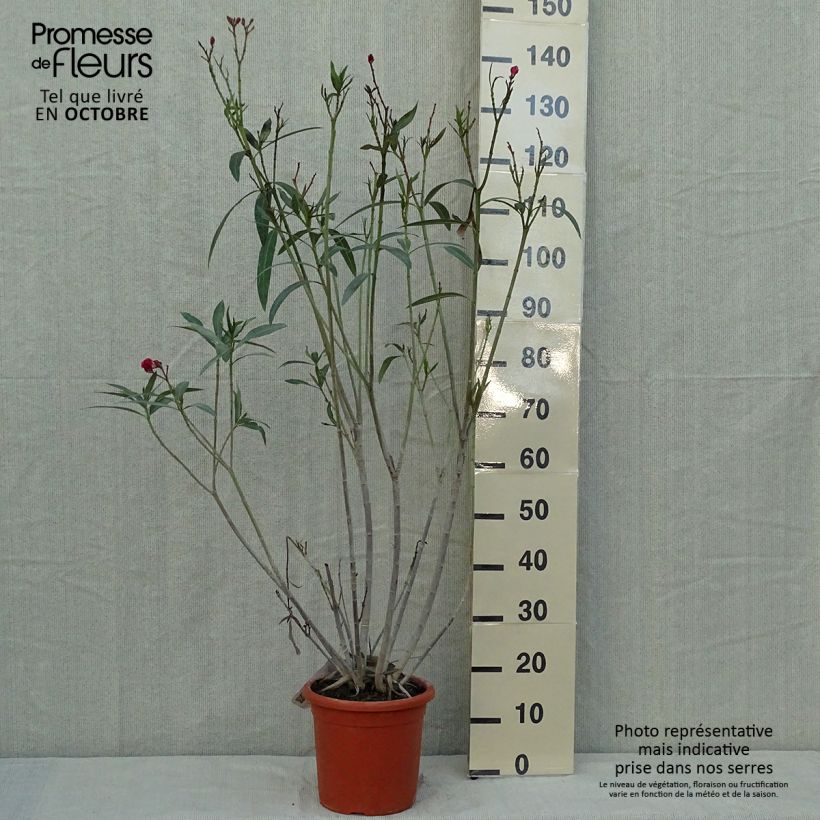 Exemplar von Oleander Roseum Plenum - Nerium Topf mit 7,5L/10L wie im Herbst geliefert