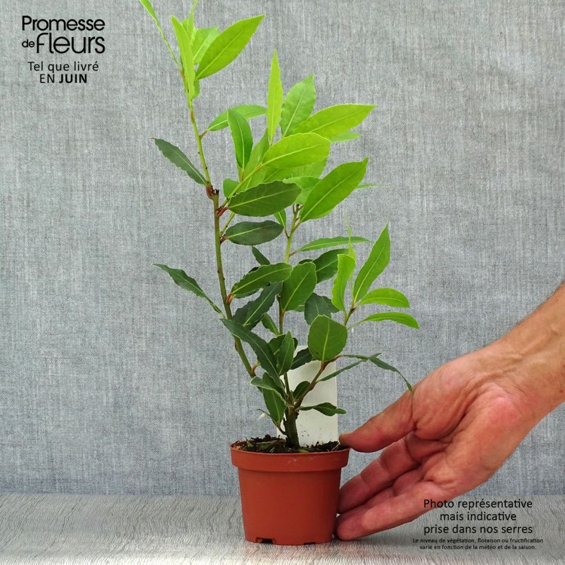 Exemplar von Echter Lorbeer - Laurus nobilis Topf 10 cm/11cm wie im Sommer geliefert
