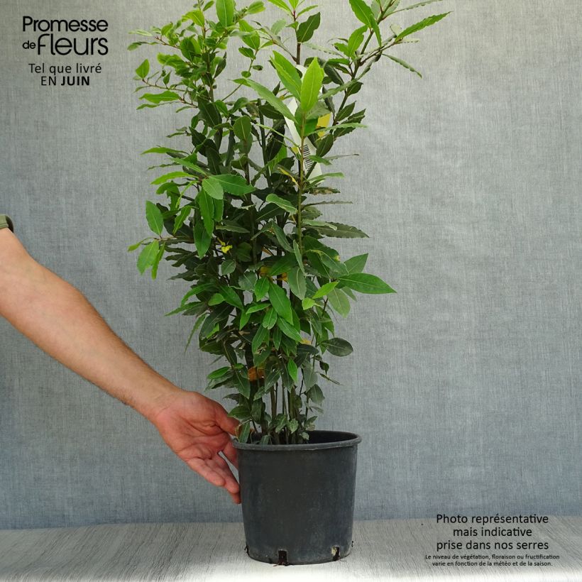 Exemplar von Echter Lorbeer - Laurus nobilis Topf mit 2L/3L wie im Sommer geliefert