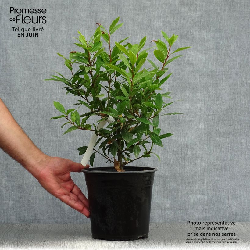 Exemplar von Echter Lorbeerstrauch Little Ragu - Laurus nobilis Topf mit 4L/5L wie im Sommer geliefert