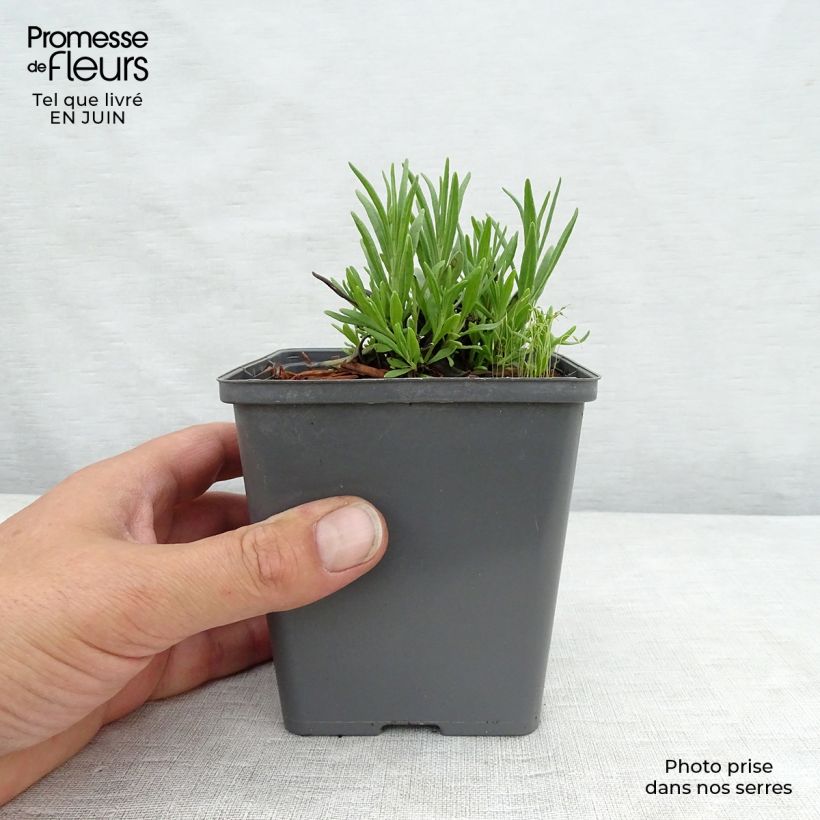 Exemplar von Lavandula angustifolia Arctic Snow - Echter Lavendel Kleine Töpfe von 8/9 cm wie im Sommer geliefert