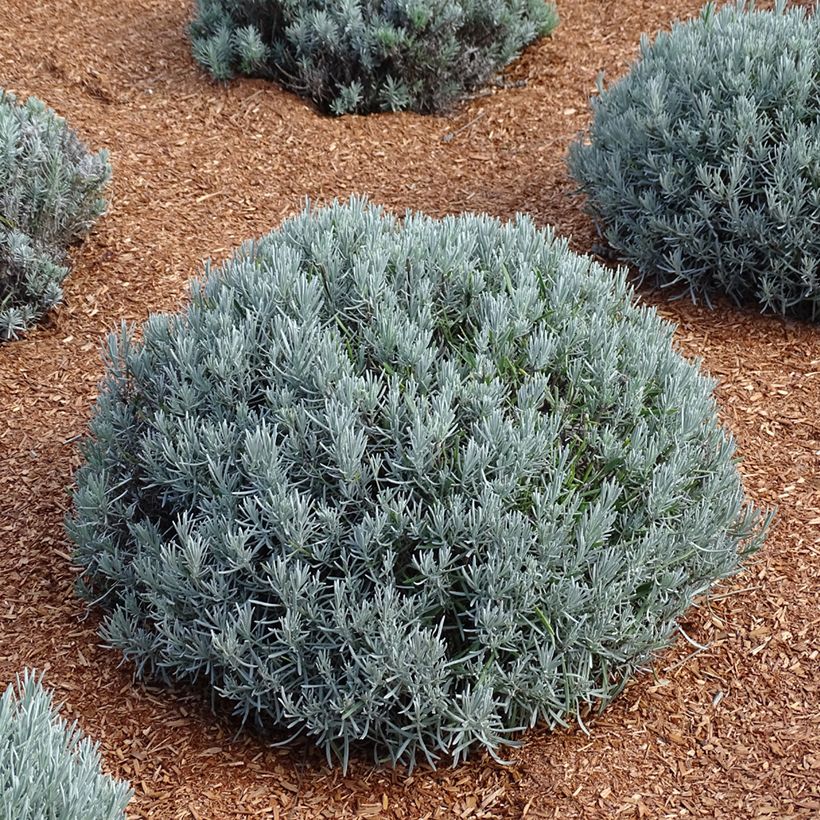 Lavandula intermedia Phenomenal 'Niko - Provence-Lavendel (Hafen)