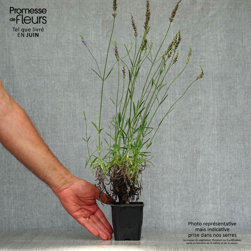 Exemplar von Lavandula intermedia Phenomenal 'Niko - Provence-Lavendel Kleine Töpfe von 8/9 cm wie im Sommer geliefert