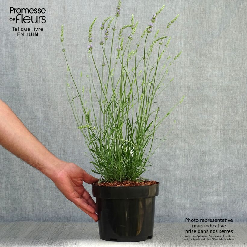Exemplar von Lavandula intermedia Phenomenal 'Niko - Provence-Lavendel Topf mit 2L/3L wie im Sommer geliefert