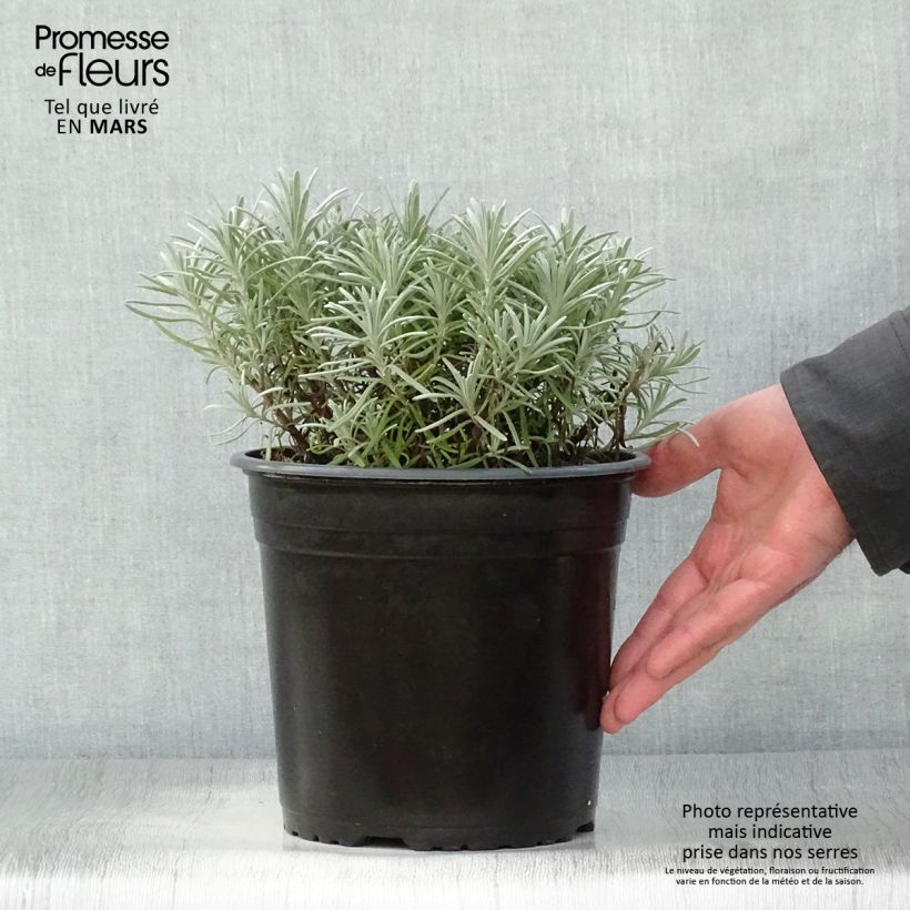 Exemplar von Lavandula intermedia Phenomenal 'Niko - Provence-Lavendel Topf mit 4L/5L wie im Frühjahr geliefert