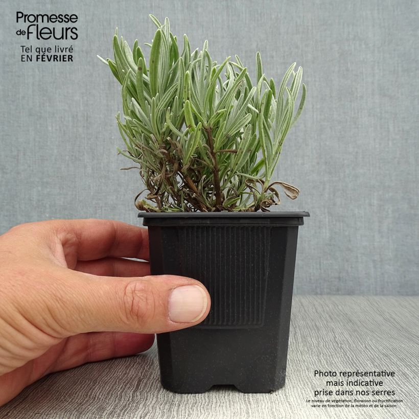 Exemplar von Lavandula intermedia Platinum Blonde - Provence-Lavendel Kleine Töpfe von 8/9 cm wie im Herbst geliefert