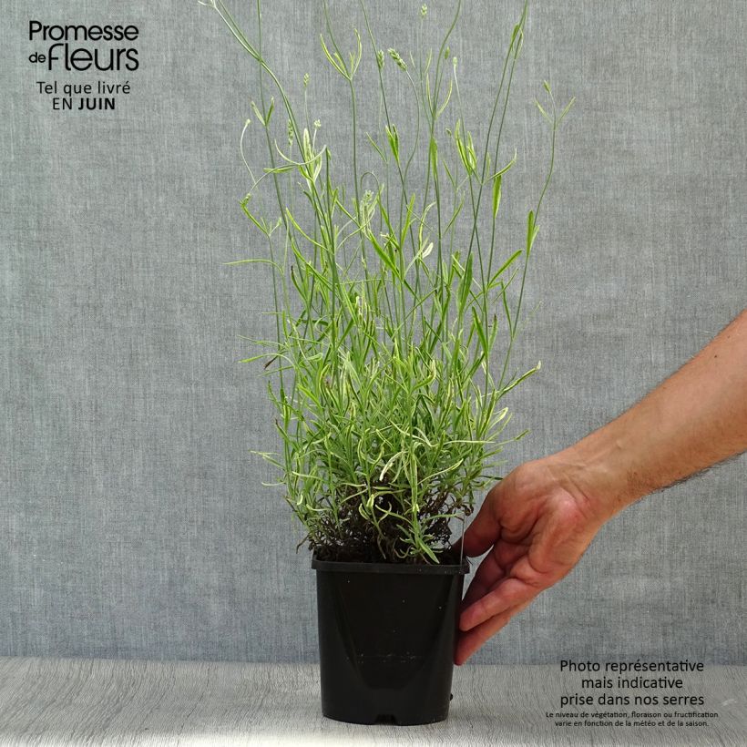 Exemplar von Lavandula intermedia Platinum Blonde - Provence-Lavendel Topf mit 1,5L/2L wie im Sommer geliefert