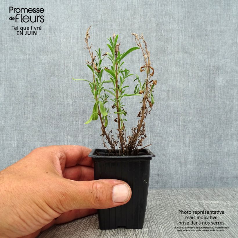 Exemplar von Echter Lavendel - Lavandula officinalis Kleine Töpfe von 7/8 cm wie im Sommer geliefert