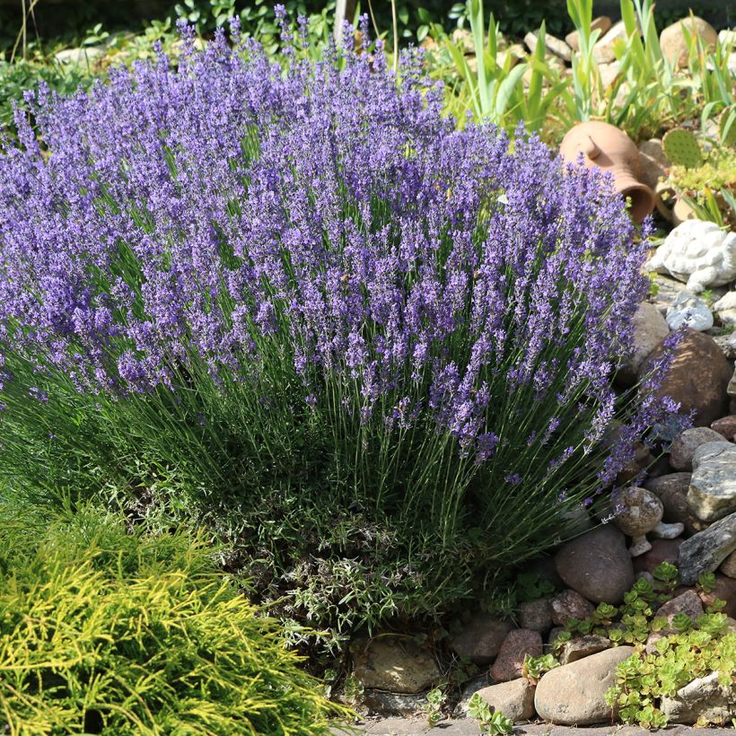 Echter Lavendel - Lavandula officinalis (Hafen)