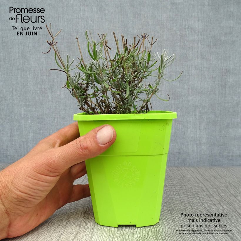 Exemplar von Lavandula angustifolia Bleu de Gien - Echter Lavendel Topf mit 1L/1,5L wie im Sommer geliefert