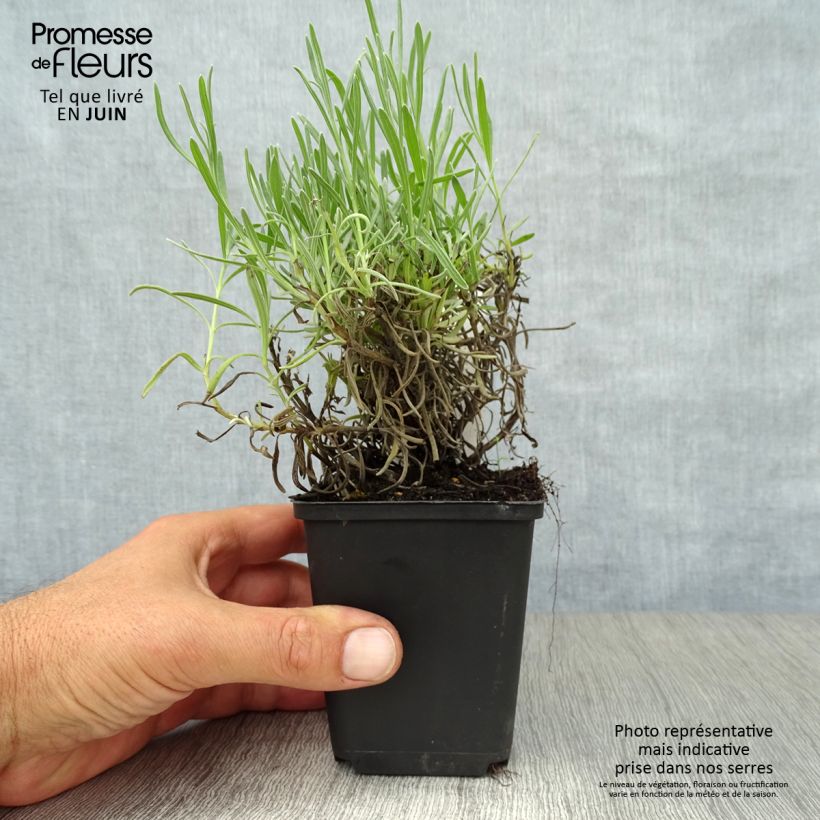 Exemplar von Lavandula angustifolia Munstead - Echter Lavendel Kleine Töpfe von 8/9 cm wie im Sommer geliefert