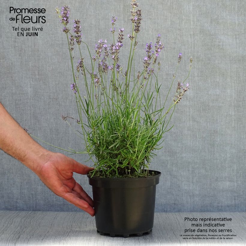 Exemplar von Lavandula angustifolia Munstead - Echter Lavendel Topf mit 2L/3L wie im Sommer geliefert