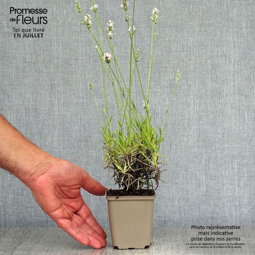 Exemplar von Lavandula angustifolia Silbermöwe - Echter Lavendel Kleine Töpfe von 8/9 cm wie im Sommer geliefert