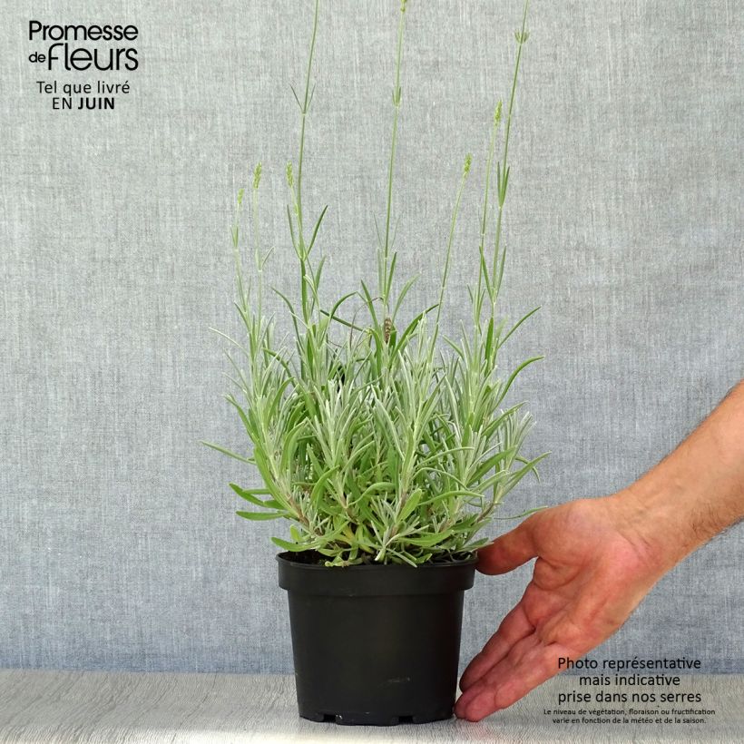 Exemplar von Breitblättriger Lavendel - Lavandula latifolia Topf mit 1,5L/2L wie im Sommer geliefert