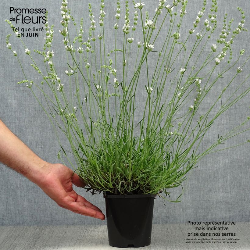 Exemplar von Lavandula intermedia Edelweiss - Provence-Lavendel Topf mit 1,5L/2L wie im Sommer geliefert