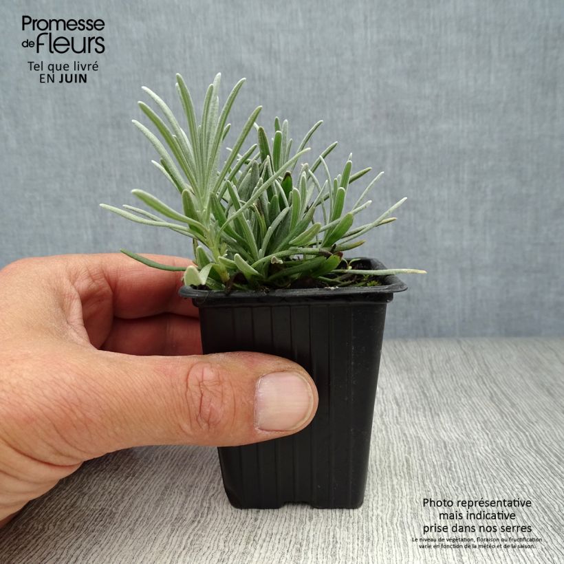 Exemplar von Lavandula intermedia Grosso - Provence-Lavendel Kleine Töpfe von 7/8 cm wie im Sommer geliefert