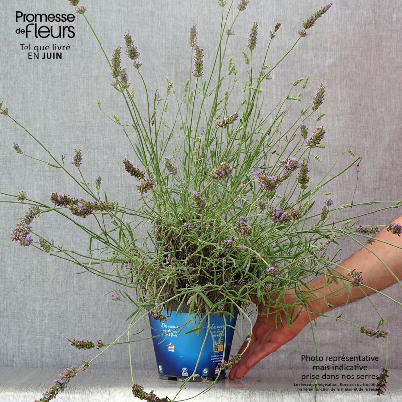Exemplar von Lavandula intermedia Grosso - Provence-Lavendel Topf mit 2L/3L wie im Sommer geliefert