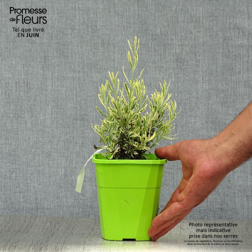 Exemplar von Lavandula Meerlo - Lavendel Topf mit 1,5L/2L wie im Sommer geliefert