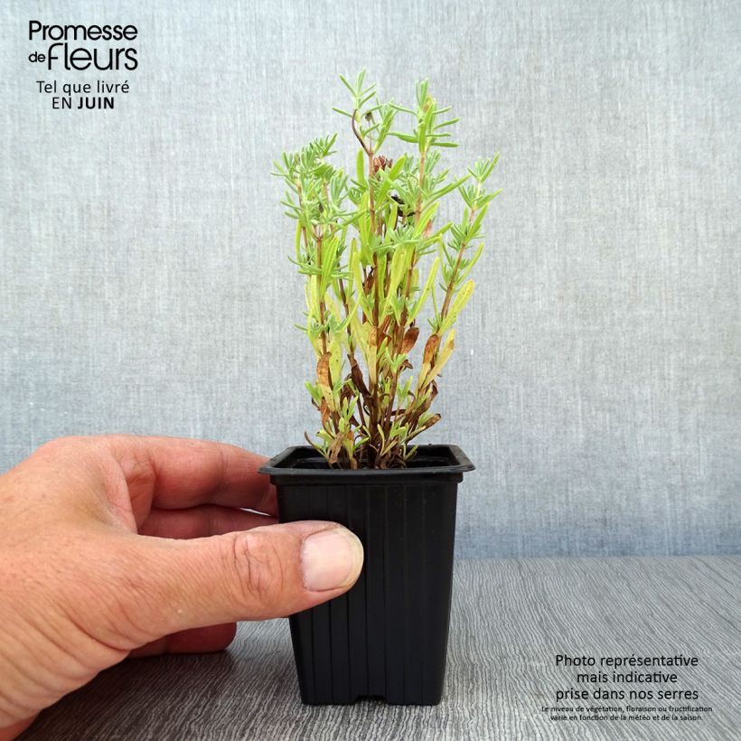 Exemplar von Lavandula stoechas - Schopf-Lavendel Kleine Töpfe von 7/8 cm wie im Sommer geliefert