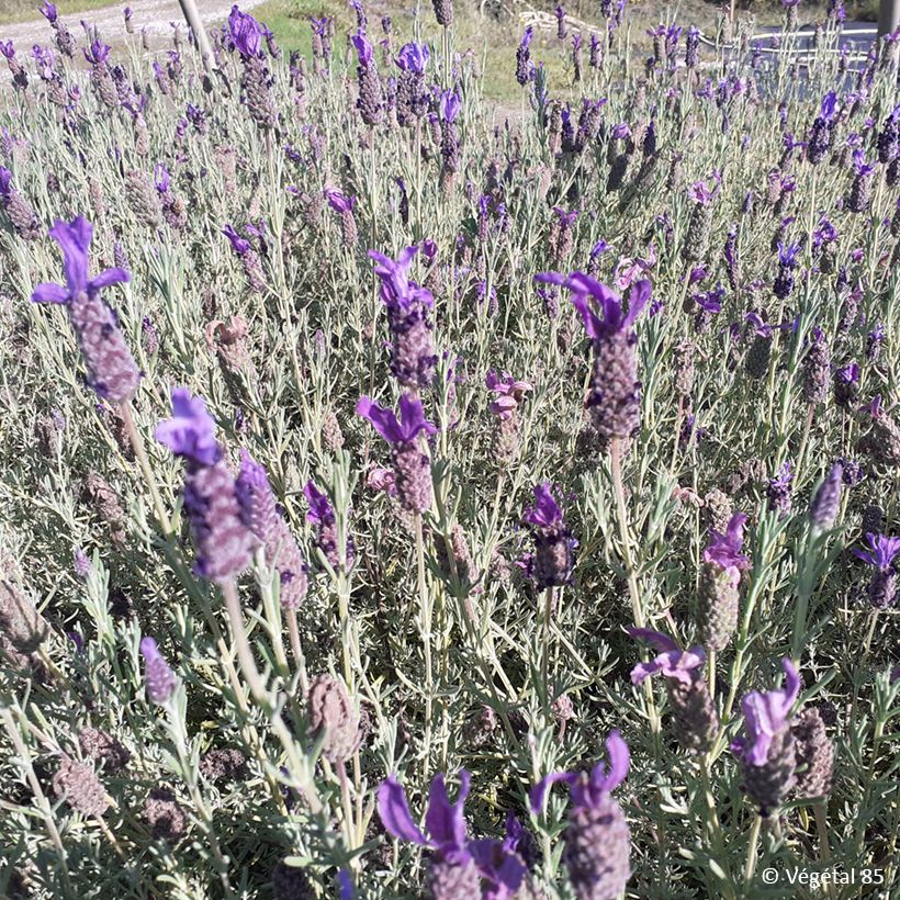  Lavandula stoechas Madrid Purple - Schopf-Lavendel (Hafen)