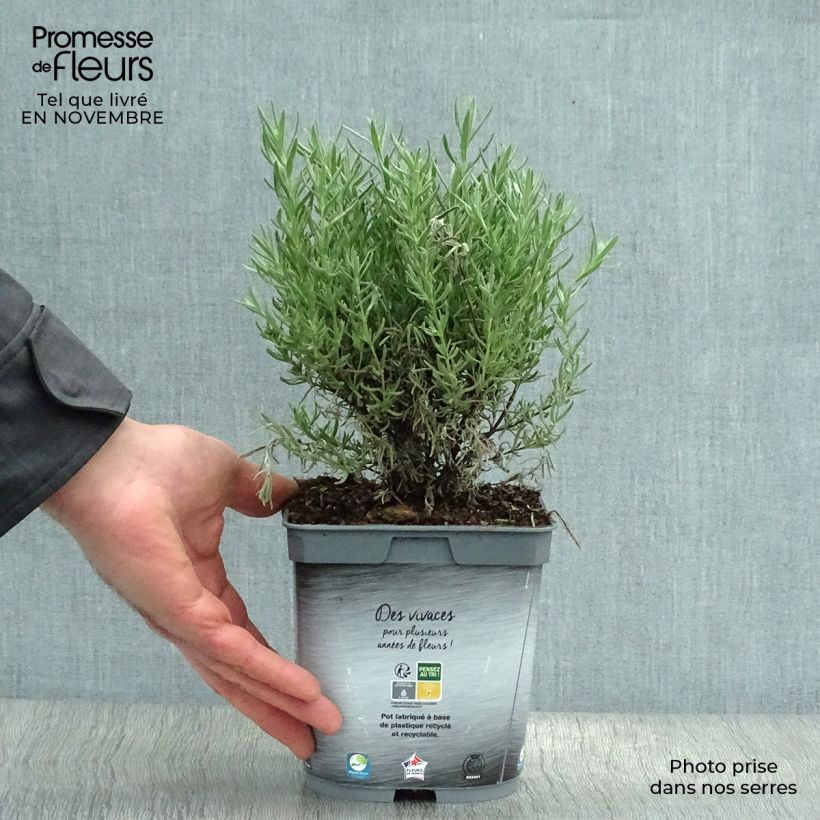 Exemplar von Lavandula stoechas The Princess - Schopf-Lavendel Topf mit 2L/3L wie im Herbst geliefert