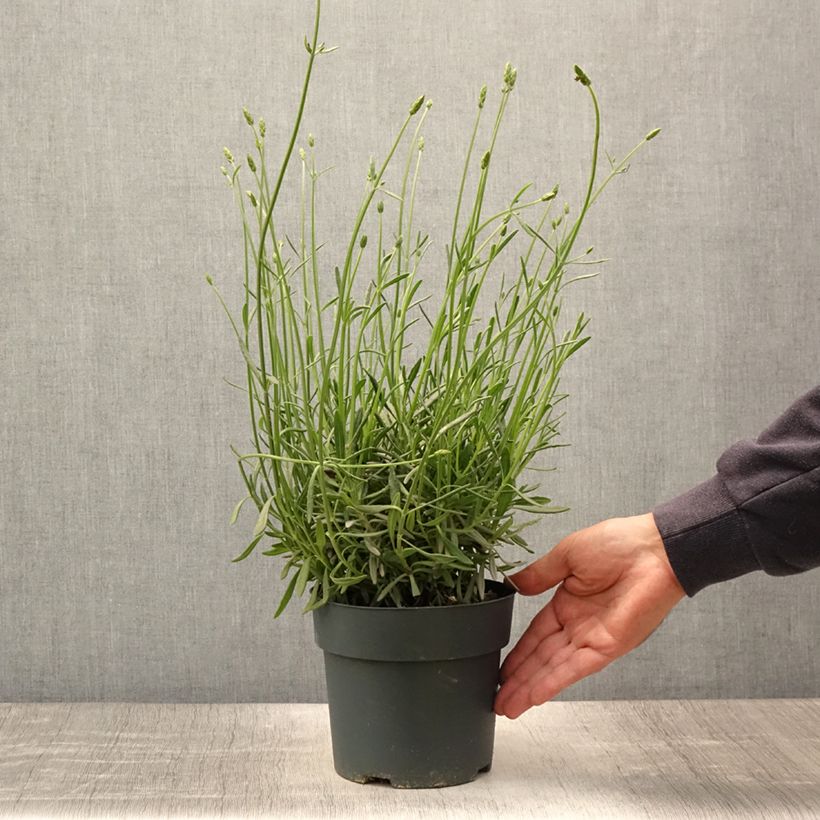 Exemplar von Lavandula intermedia Sensational! - Provence-Lavendel Topf mit 2L/3L wie im Sommer geliefert