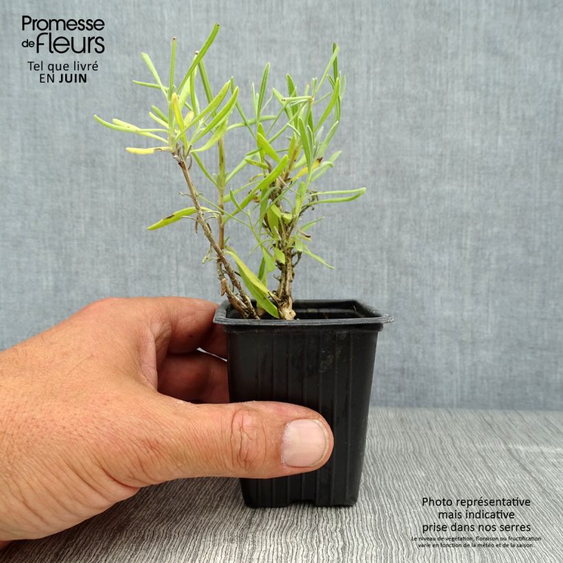 Exemplar von Lavandula angustifolia Alba - Echter Lavendel Kleine Töpfe von 7/8 cm wie im Sommer geliefert