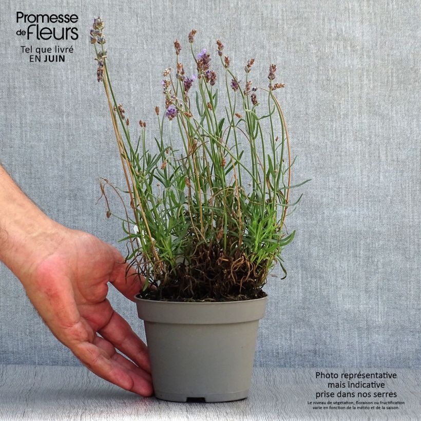 Exemplar von Lavandula angustifolia Hidcote - Echter Lavendel Topf 12 cm / 13 cm wie im Sommer geliefert