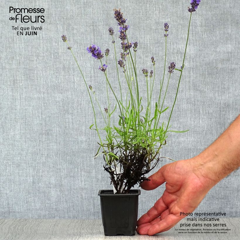 Exemplar von Lavandula angustifolia Hidcote - Echter Lavendel Kleine Töpfe von 7/8 cm wie im Sommer geliefert