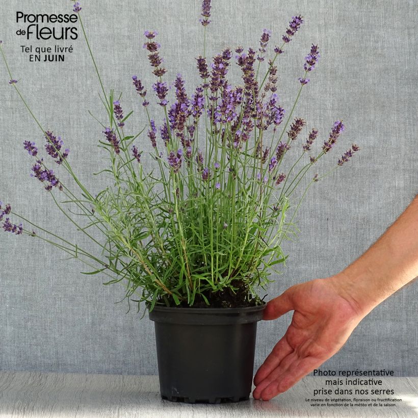 Exemplar von Lavandula angustifolia Hidcote - Echter Lavendel Topf mit 1,5L/2L wie im Sommer geliefert