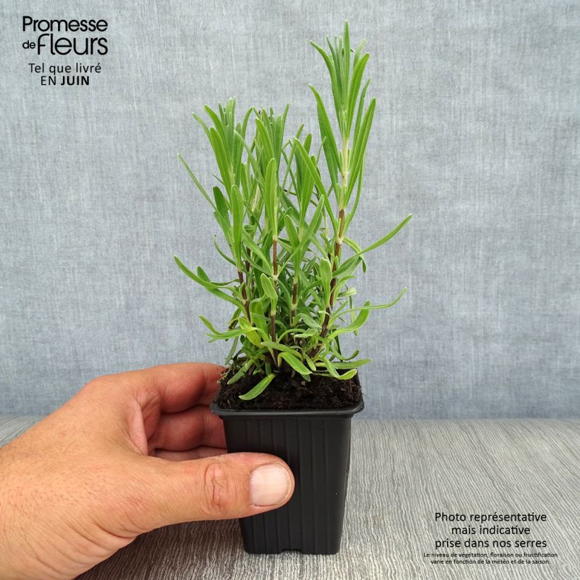 Exemplar von Lavandula angustifolia Rosea - Echter Lavendel Kleine Töpfe von 7/8 cm wie im Sommer geliefert