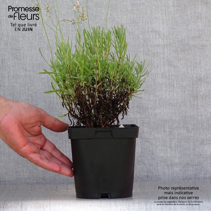 Exemplar von Lavandula angustifolia Rosea - Echter Lavendel Topf mit 2L/3L wie im Sommer geliefert