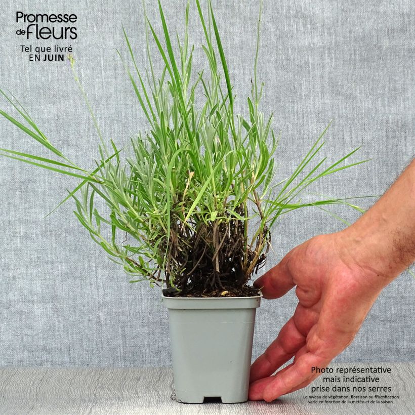 Exemplar von Lavandula intermedia Dutch Group - Provence-Lavendel Kleine Töpfe von 8/9 cm wie im Sommer geliefert