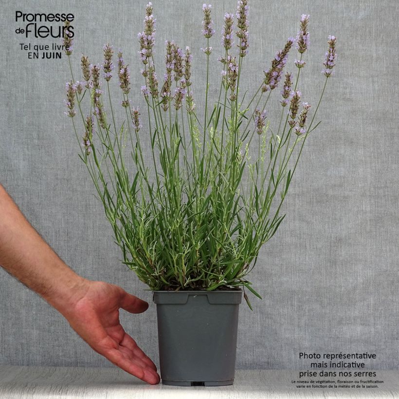 Exemplar von Lavandula intermedia Dutch Group - Provence-Lavendel Topf mit 2L/3L wie im Sommer geliefert