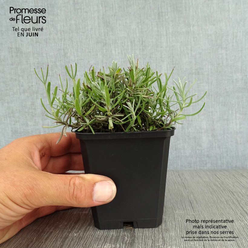 Exemplar von Lavandula angustifolia Essence Purple - Echter Lavendel Kleine Töpfe von 8/9 cm wie im Sommer geliefert