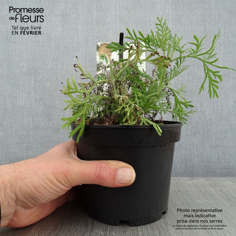 Exemplar von Lavandula pinnata var. pinnata - Kanarischer Lavendel Topf mit 1,5L/2L wie im Winter geliefert