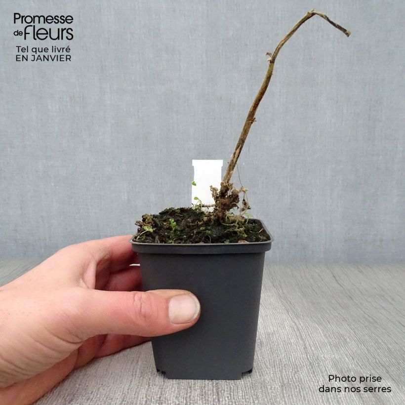 Exemplar von Buschmalve Frederique - Lavatera Kleine Töpfe von 8/9 cm wie im Winter geliefert