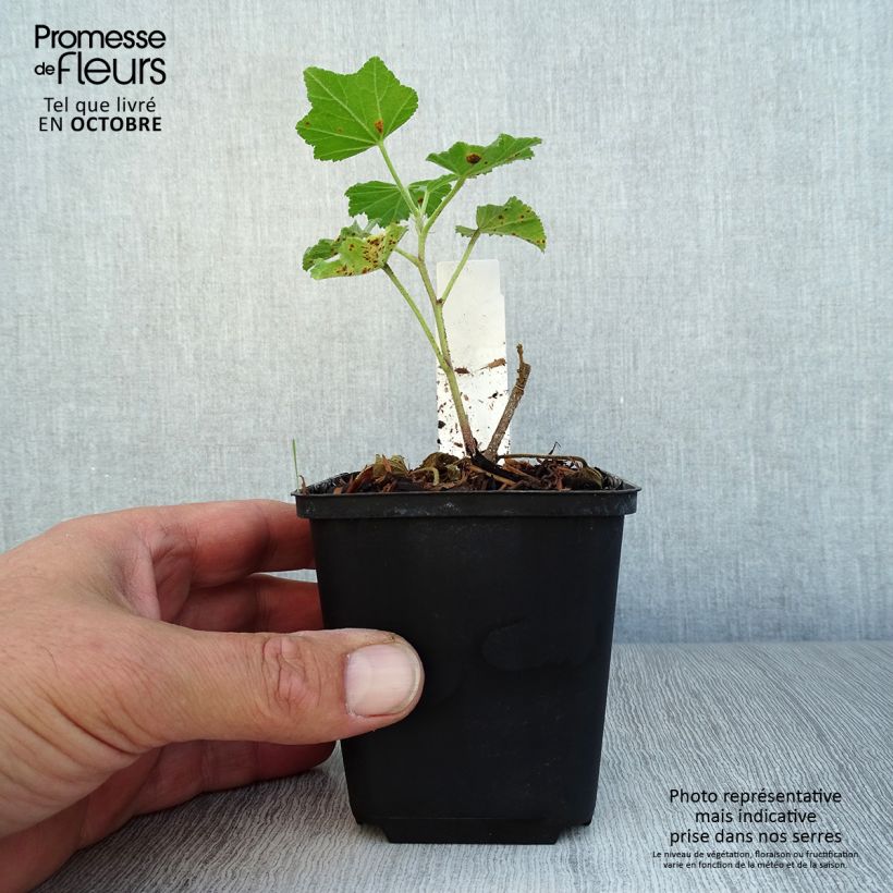 Exemplar von Buschmalve White Angel - Lavatera Kleine Töpfe von 8/9 cm wie im Herbst geliefert