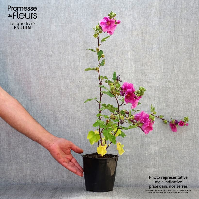 Exemplar von Lavatera thuringiaca Bredon Springs - Strauchpappel Topf mit 2L/3L wie im Sommer geliefert