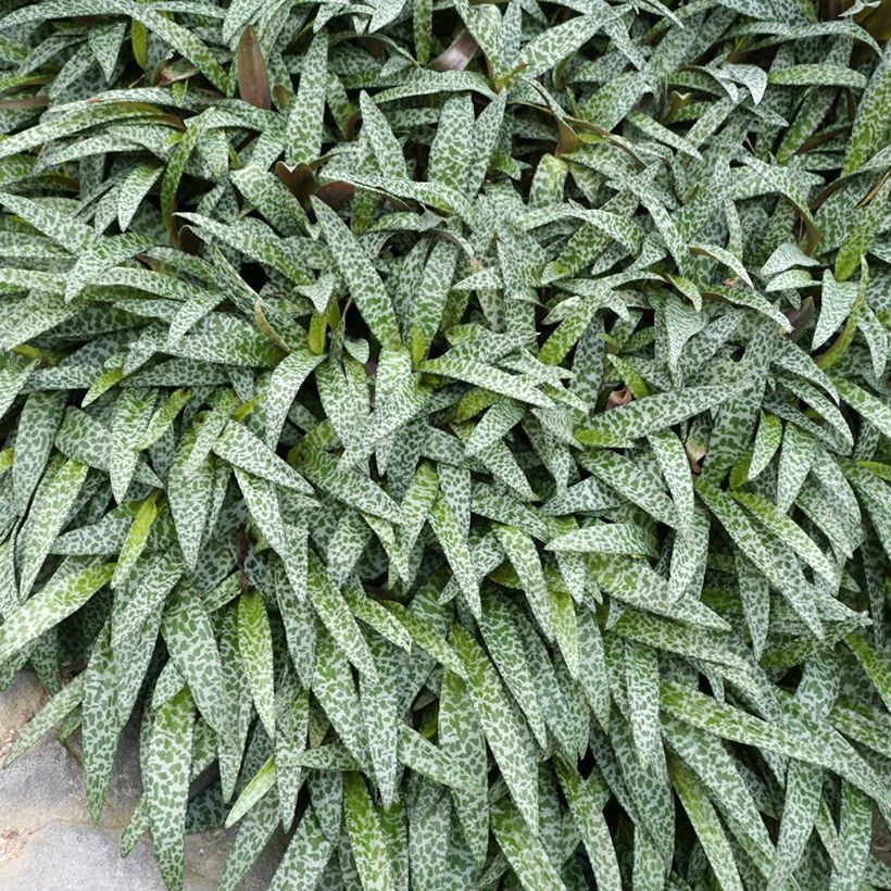 Ledebouria socialis (Laub)